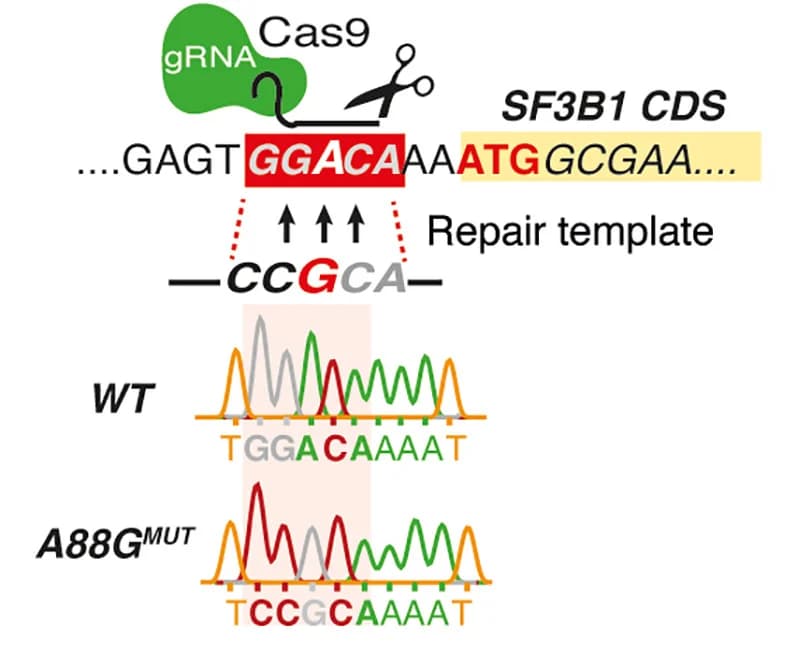 Open access visualization of Workflow, Illustration, Line Plot, CRISPR-Cas9, SF3B1