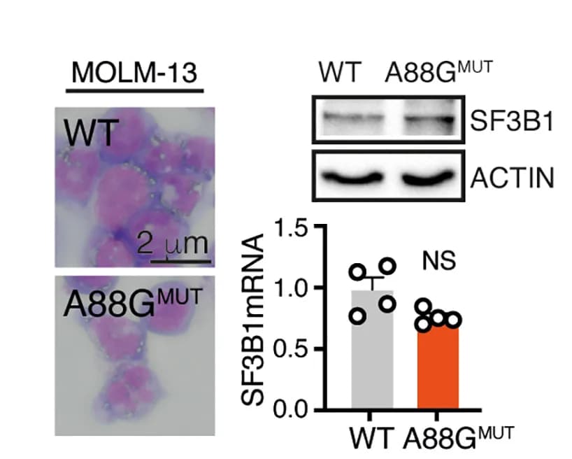 Open access visualization of Bar Plot, Scatter Plot, Microscopy, Gel, May-Grunwald-Giemsa Staining