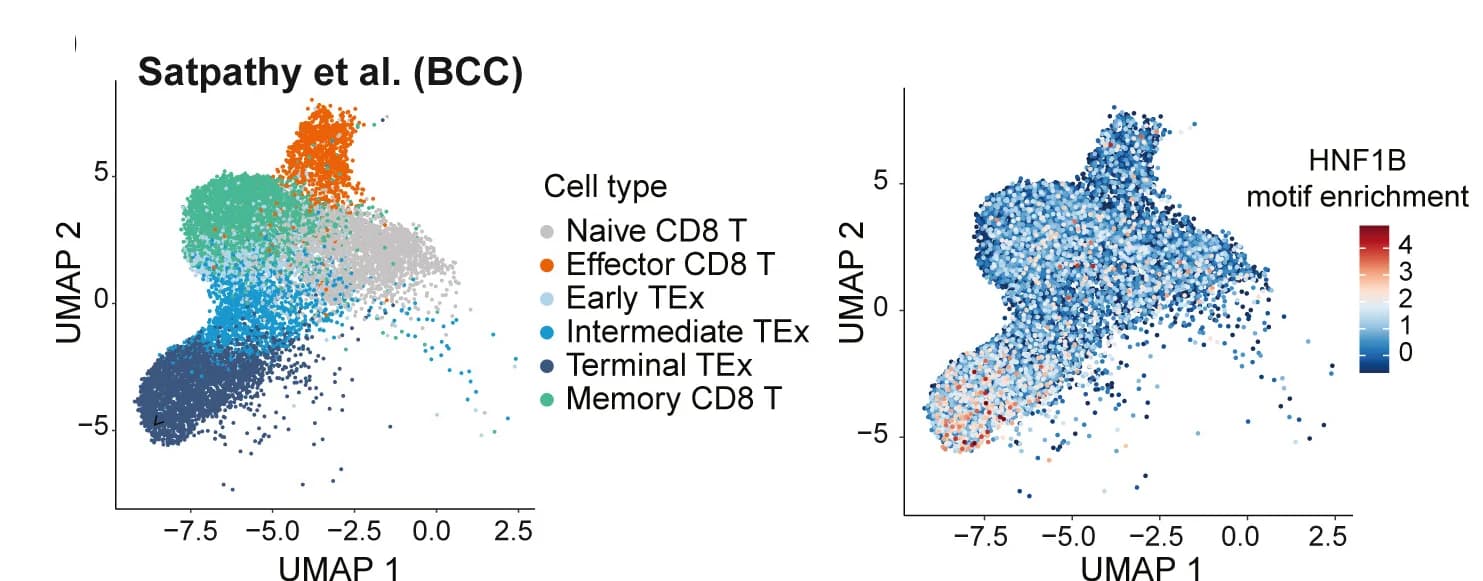 Open access visualization of UMAP, Scatter Plot, UMAP Projections, CD8+ T Cells, Basal Cell Carcinoma