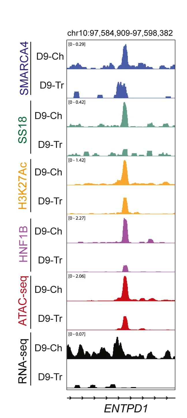 Open access visualization of Line Plot, Tracks, ENTPD1 Locus