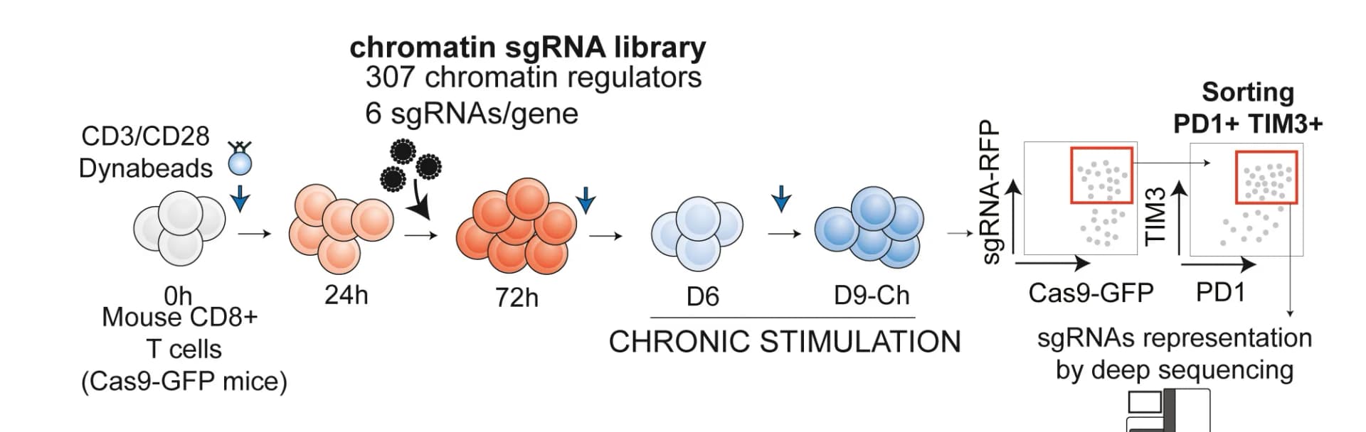 Open access visualization of Workflow, Scatter Plot, CD8+PD1+/TIM3+T Cells, sgRNA Library, Chromatin Regulators