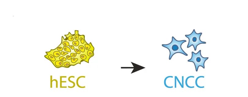 Open access visualization of Workflow, Illustration, hESC, CNCC, Differentiation