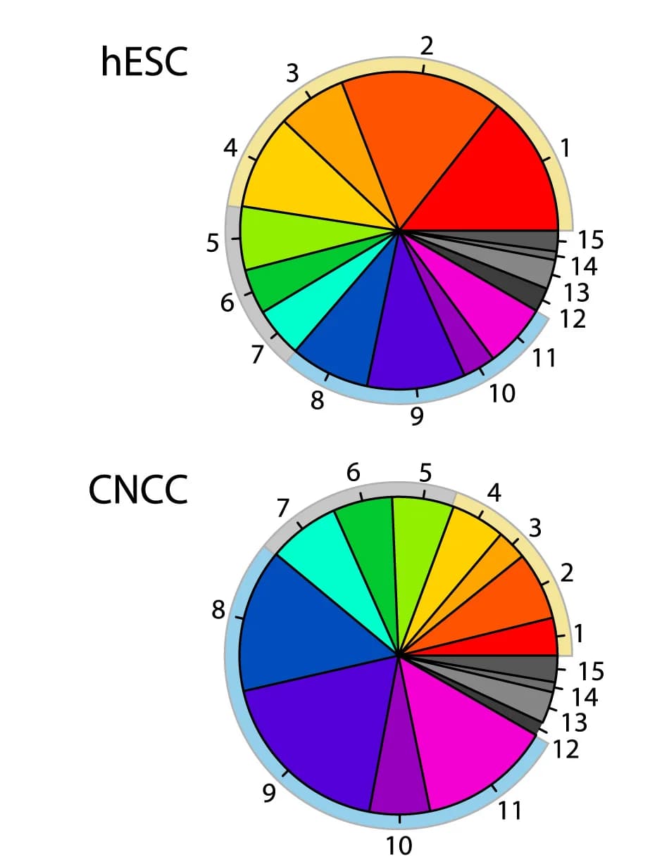 Open access visualization of Pie Chart, Pie charts, K-means clusters, hESC, CNCC