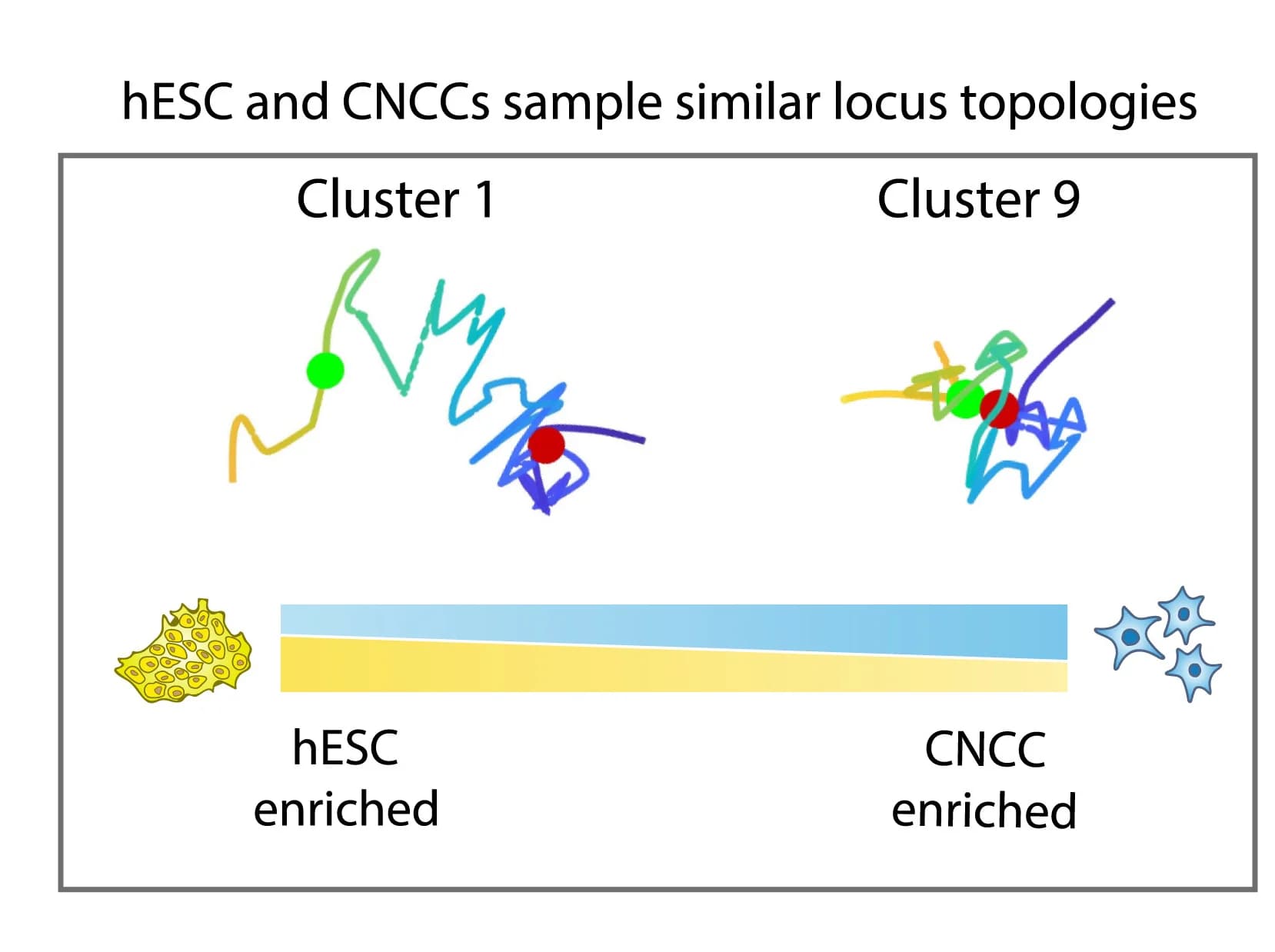 Open access visualization of Line Plot, Schematic, Locus topology, Cell types, MDS traces