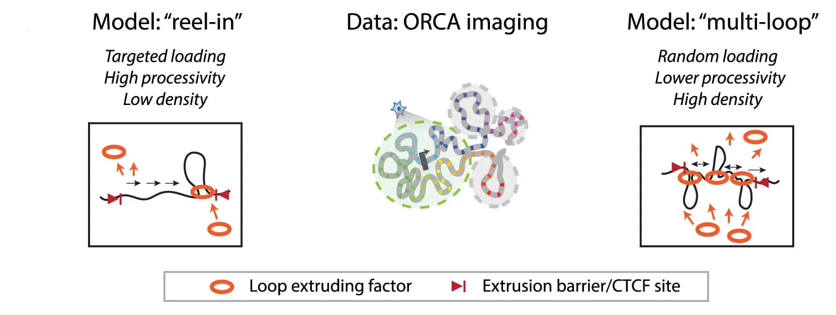Open access visualization of Workflow, Illustration, Loop extrusion, Cohesin, Polymer simulation