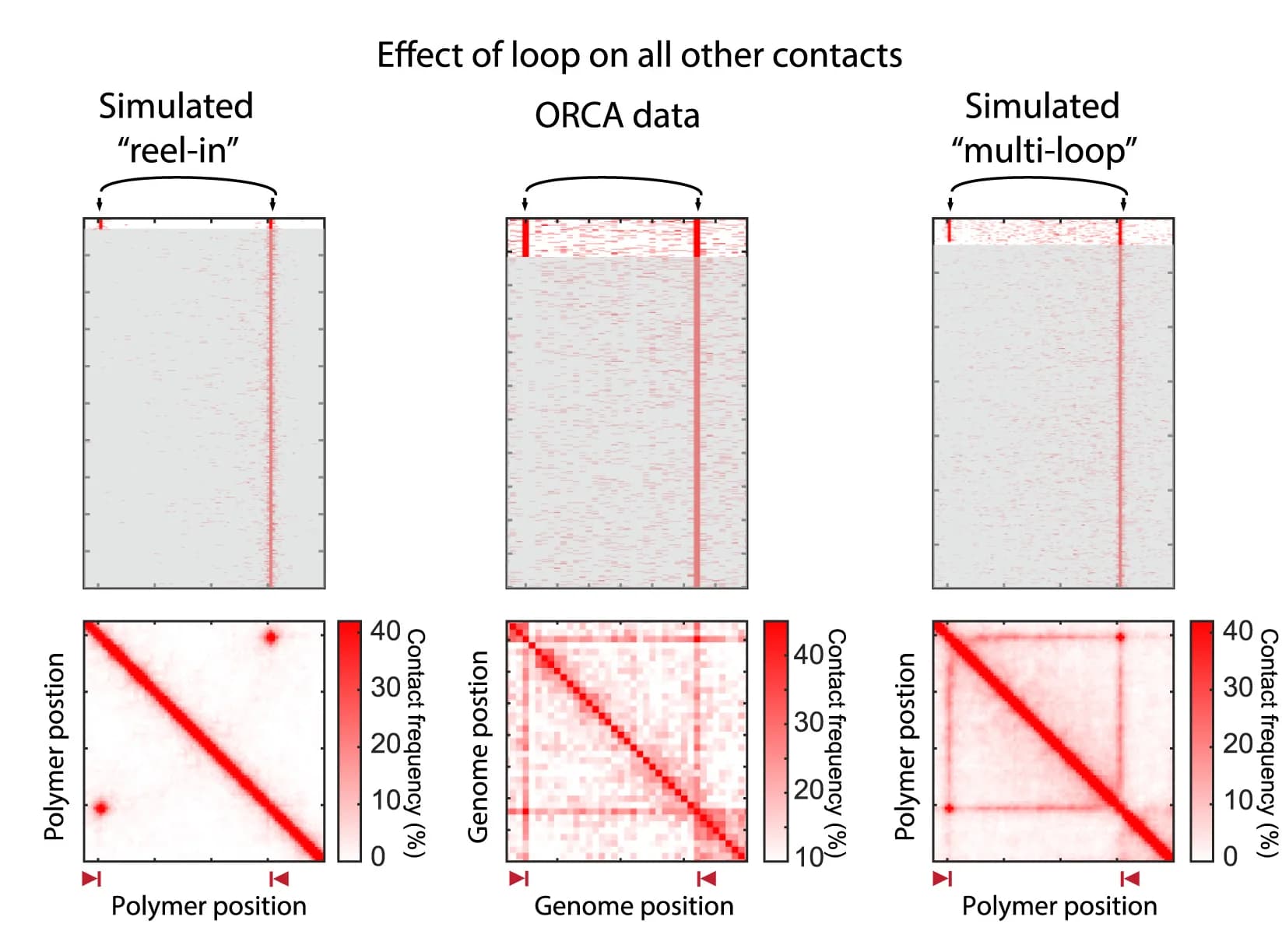 Open access visualization of Heatmap, Pairwise contacts, Stripe anchor, Contact frequency map