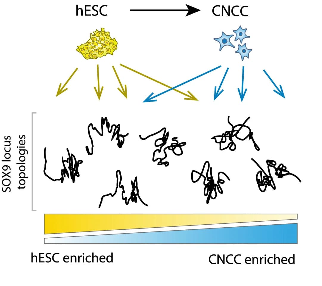Open access visualization of Workflow, Illustration, SOX9 locus, hESC, CNCC
