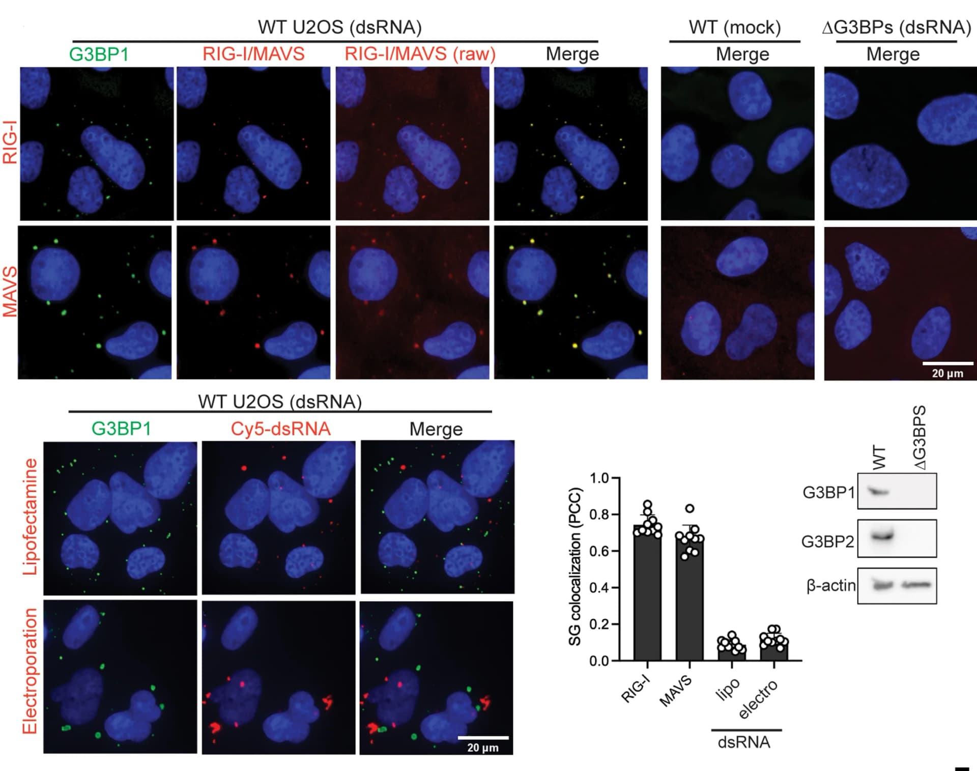 Open access visualization of Microscopy, Gel, Bar Plot, Immunofluorescence, RIG-I