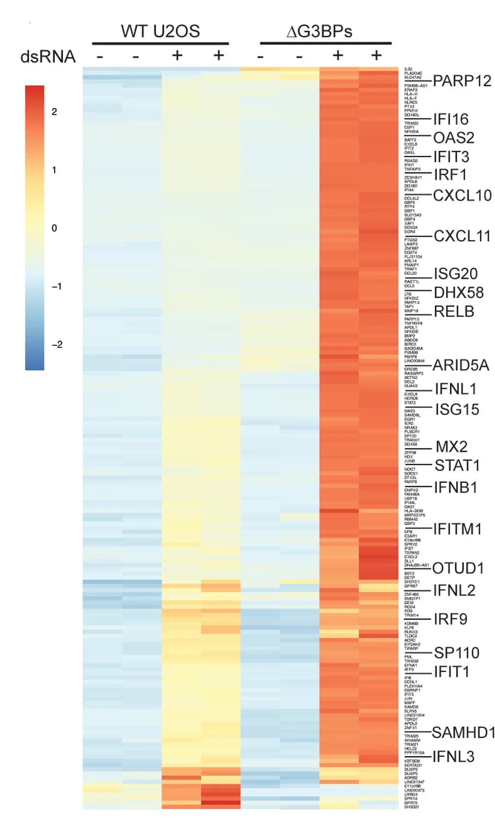 Open access visualization of Heatmap, Zscores, Differentially Expressed Genes, U2OS Cells, dsRNA