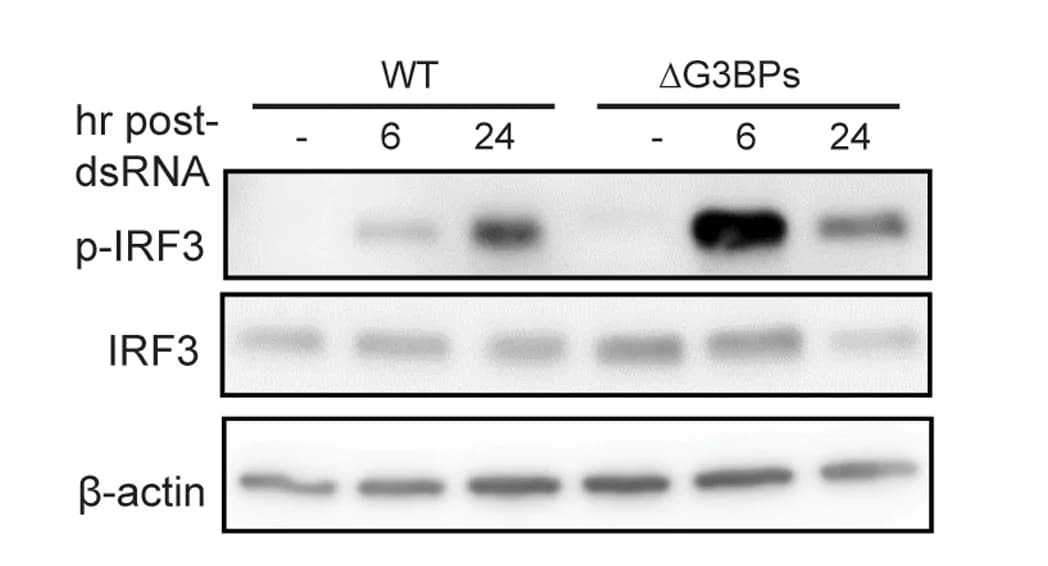Open access visualization of Gel, IRF3, Phosphorylation, U2OS Cells
