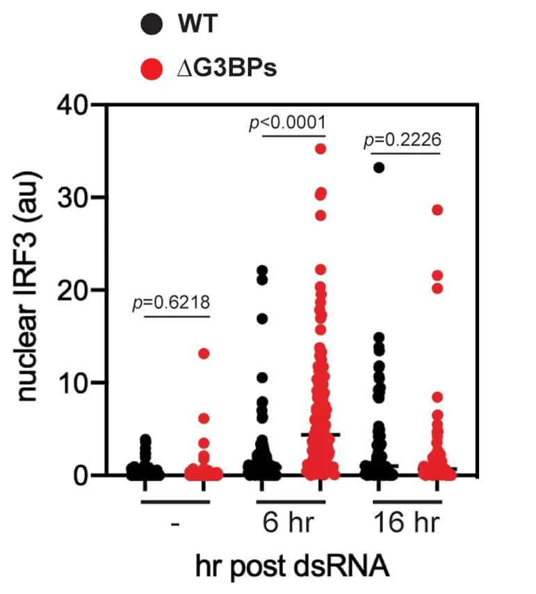 Open access visualization of Scatter Plot, IRF3, Nuclear Translocation, U2OS Cells, Cell Nucleus
