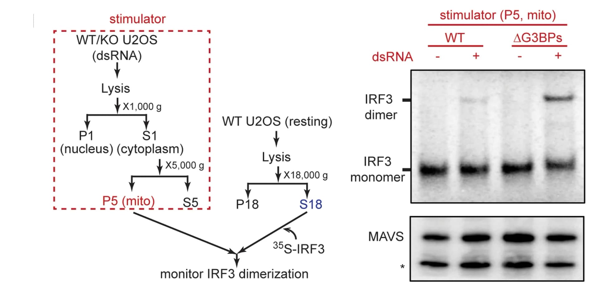 Open access visualization of Workflow, Gel, MAVS, IRF3, Dimerization
