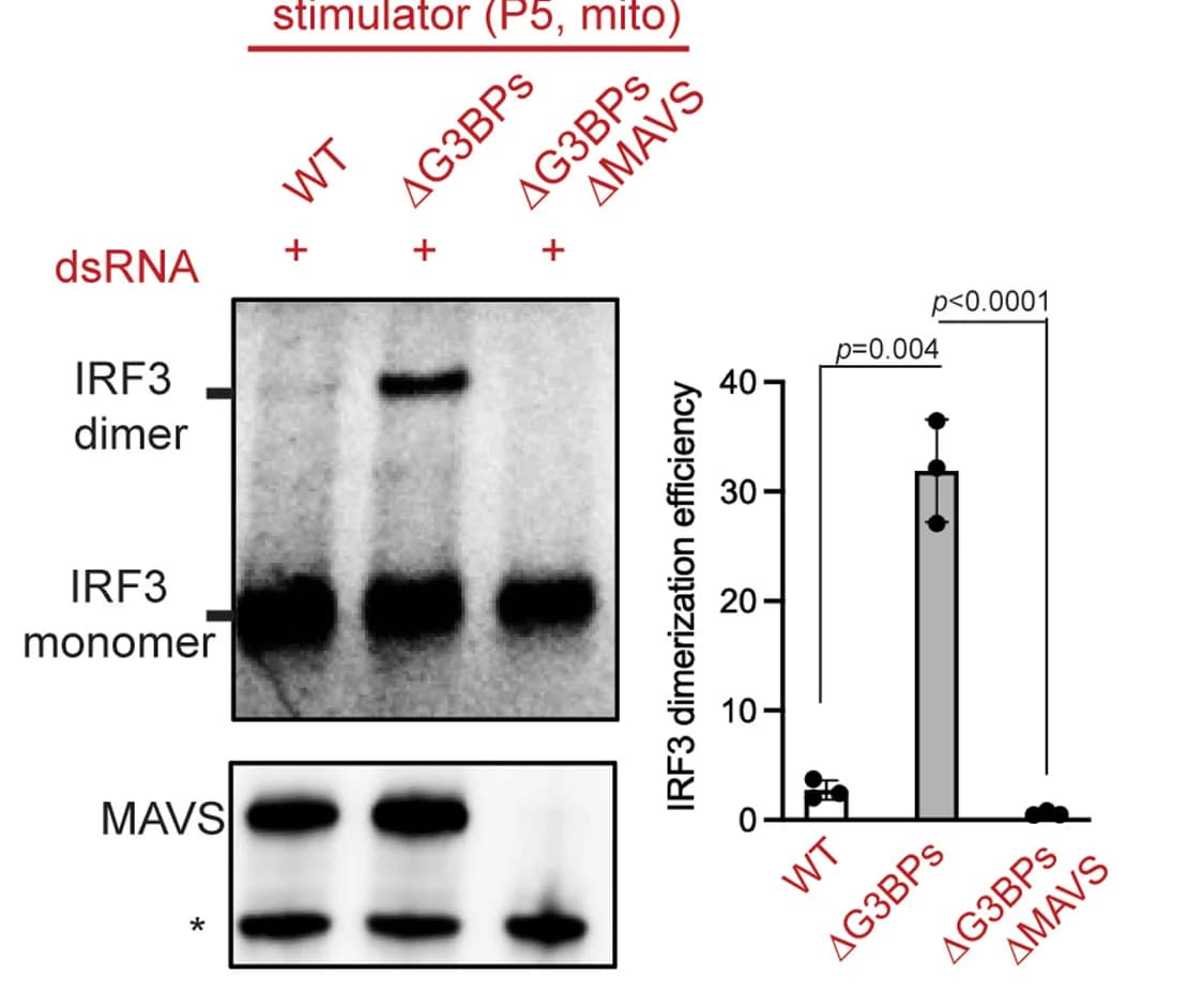 Open access visualization of Bar Plot, Error Bars, Gel, IRF3, Dimerization