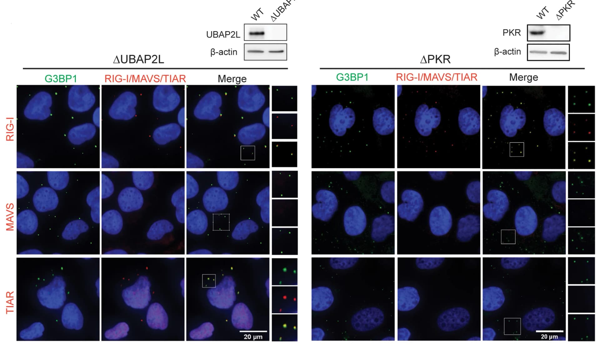 Open access visualization of Microscopy, Gel, Immunofluorescence, RIG-I, MAVS
