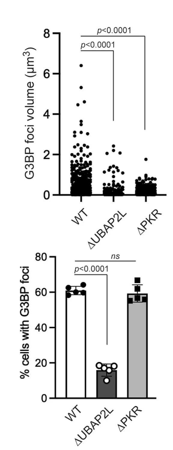 Open access visualization of Bar Plot, Scatter Plot, Error Bars, G3BP1, Foci Size