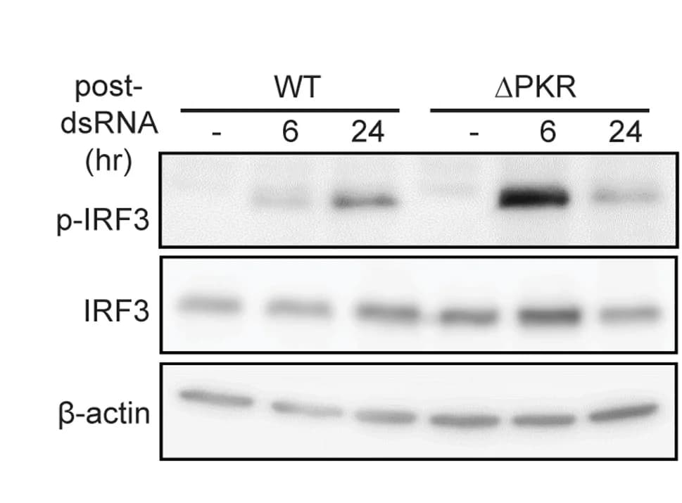 Open access visualization of Gel, IRF3 Phosphorylation, U2OS Cells, Wild Type, PKR