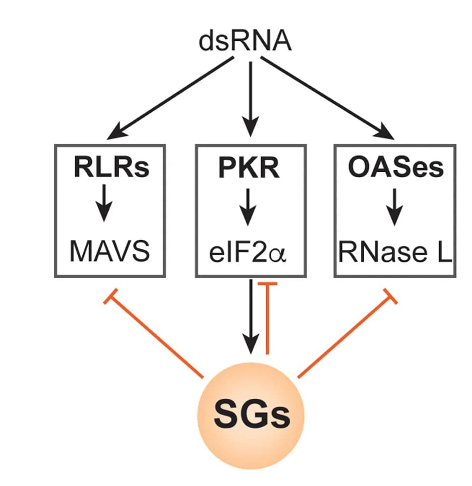 Open access visualization of Workflow, Flowchart, Illustration, dsRNA, Innate Immune Pathways