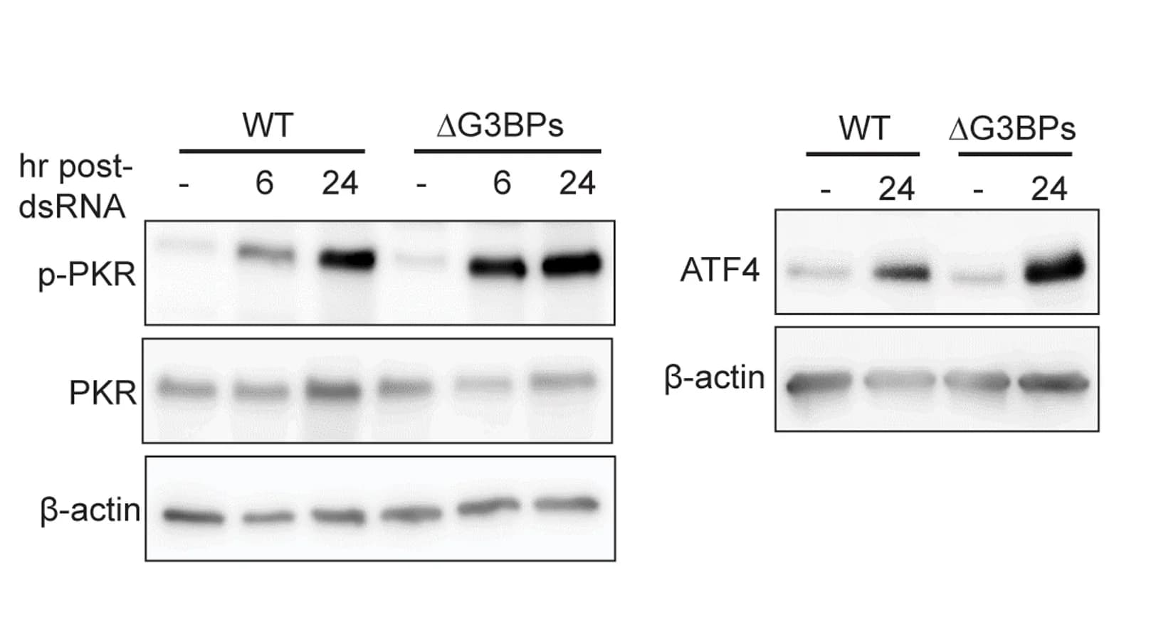 Open access visualization of Gel, PKR Activity, Wild Type, G3BPs, U2OS Cells