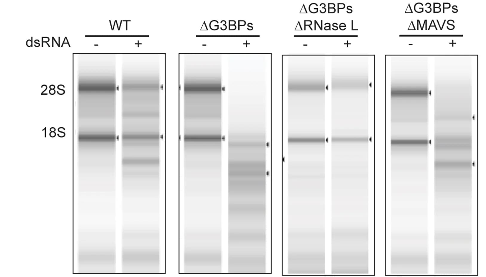Open access visualization of Gel, RNase L Activity, Wild Type, G3BPs, U2OS Cells