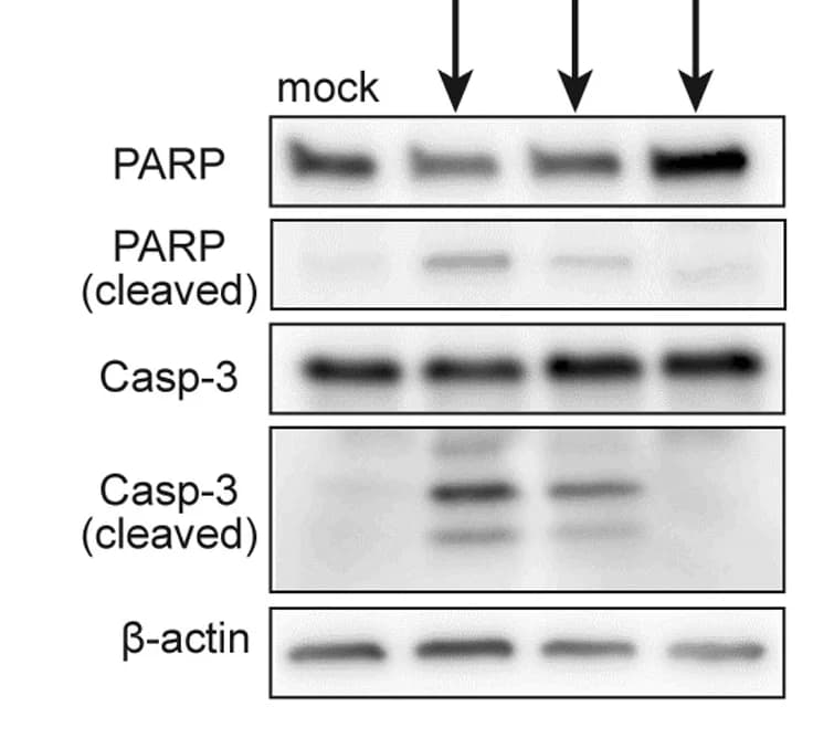 Open access visualization of Gel, PARP Cleavage, Caspase-3 Cleavage
