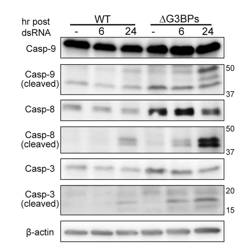 Open access visualization of Gel, Apoptotic Caspase Cleavage, U2OS Cells, dsRNA