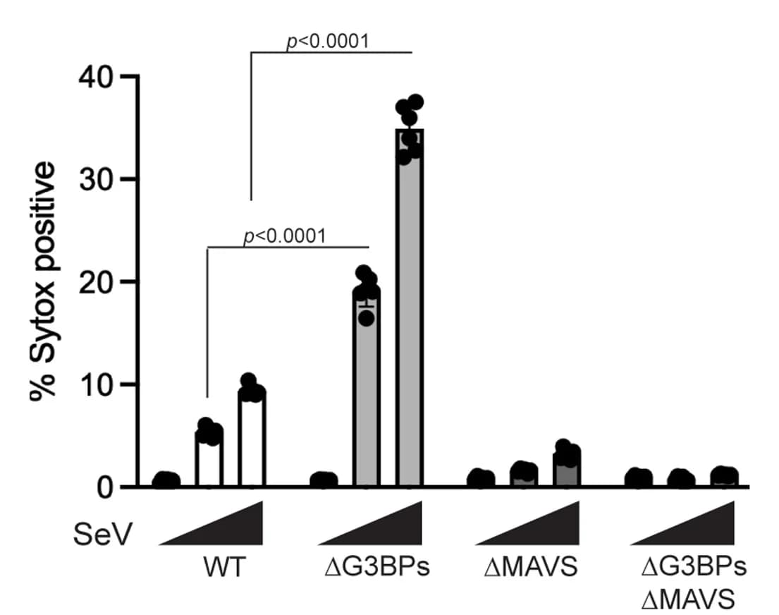 Open access visualization of Bar Plot, Error Bars, Cell Death, U2OS Cells, SeV Infection