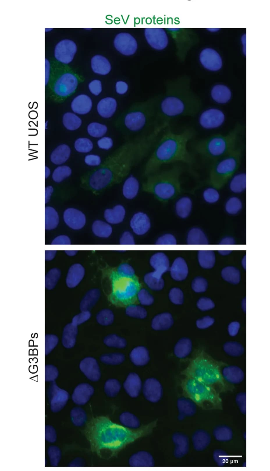 Open access visualization of Microscopy, IF Images, SeV Proteins, U2OS Cells, SeV Infection