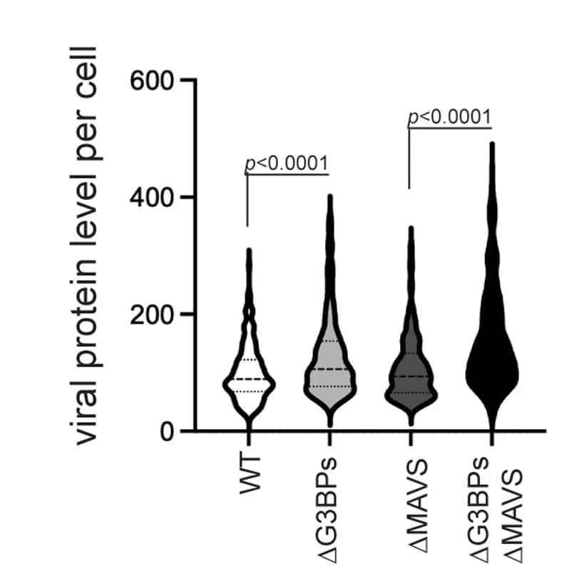 Open access visualization of Violin Plot, SeV Protein, Cell Staining, MOI, Infected Cells
