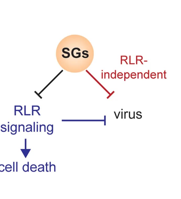 Open access visualization of Workflow, Flowchart, Illustration, Schematic, Stress Granules