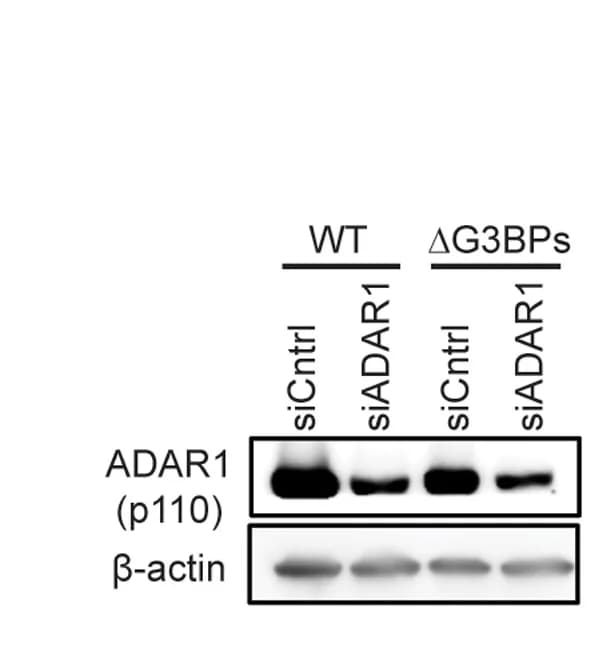 Open access visualization of Gel, IF, G3BP1, TIAR, U2OS Cells