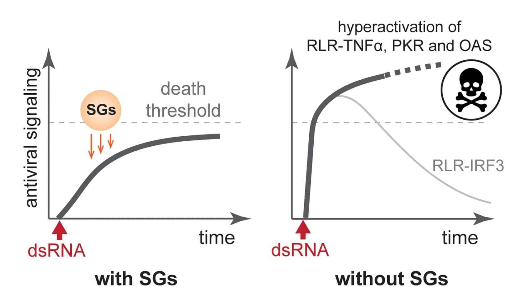 Open access visualization of Line Plot, Stress Granules, dsRNA, Innate Immune Pathways, RLR Signaling