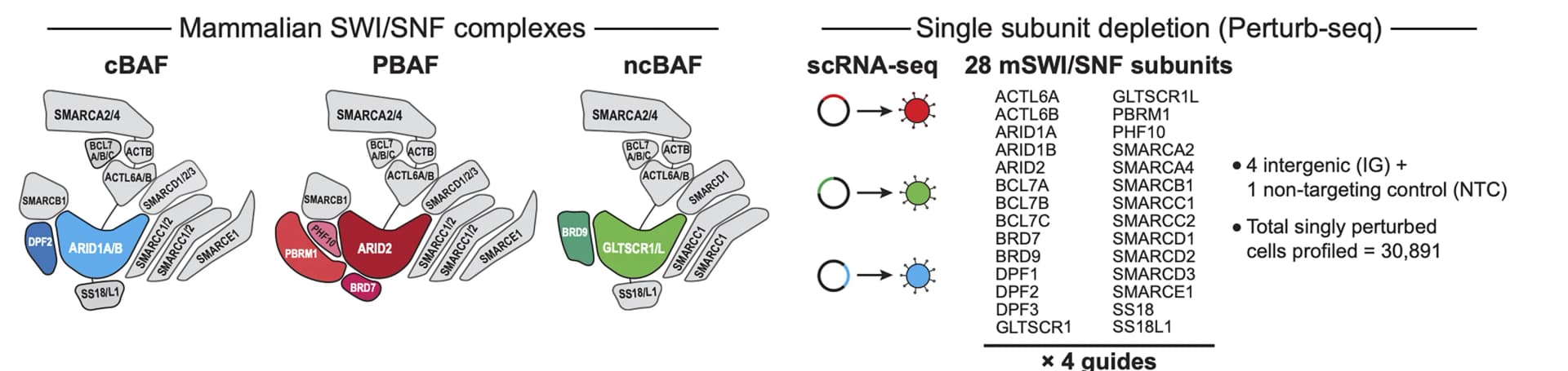 Open access visualization of Workflow, Illustration, mSWI/SNF, Perturb-seq, MOLM-13 Cells