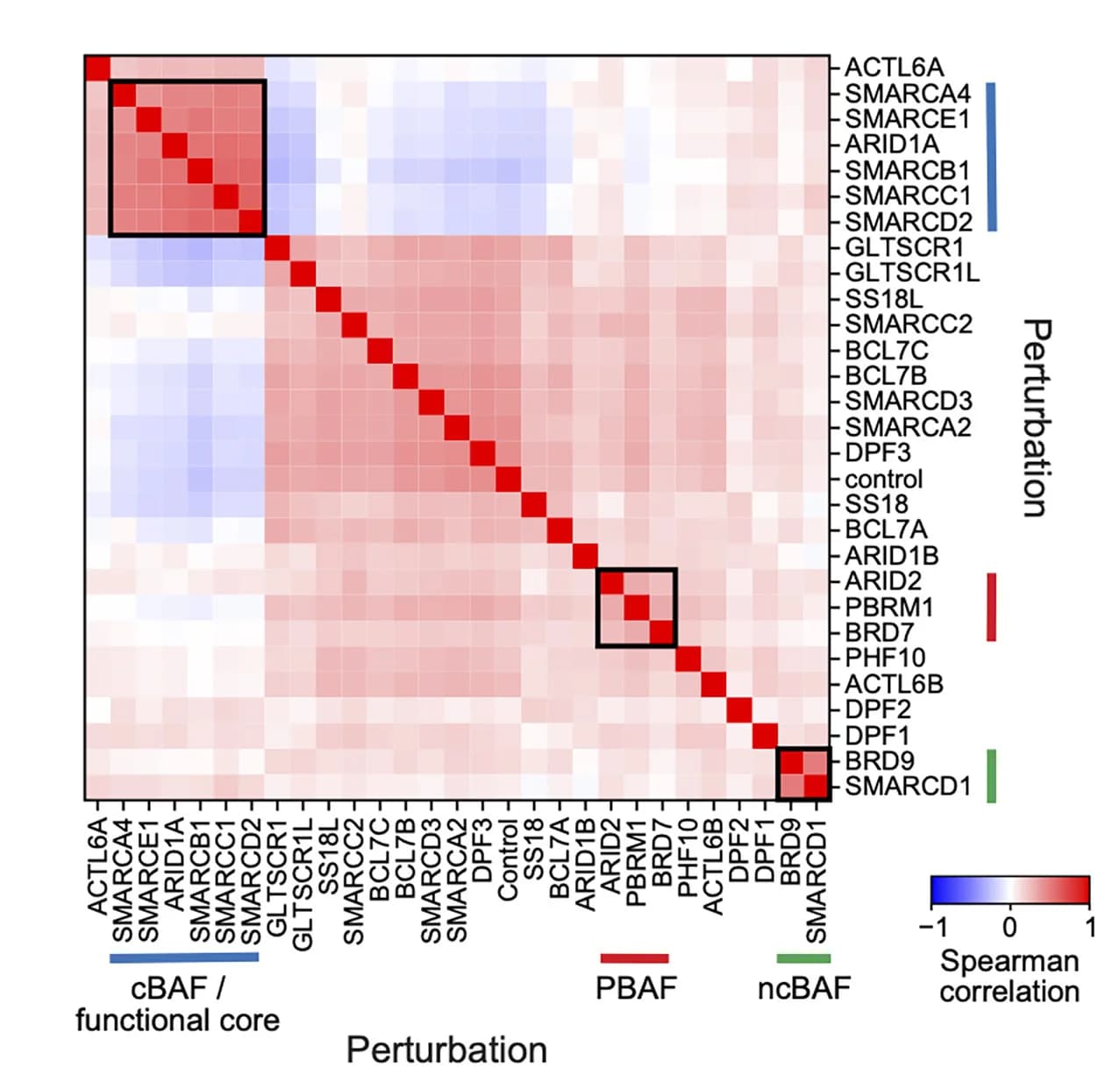 Open access visualization of Heatmap, Spearman Correlation Coefficient, Cell Profiles, Perturbation, PBAF Subunits