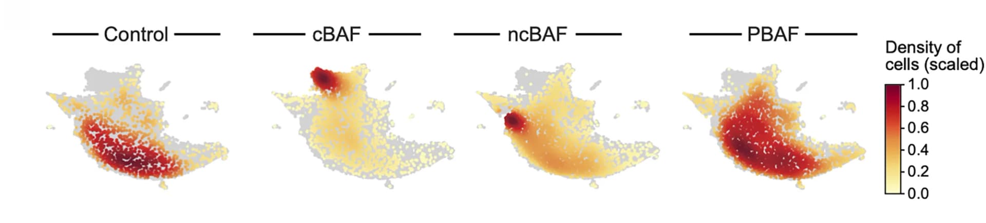 Open access visualization of Heatmap, UMAP Embedding, Cell Profiles, Perturbation, cBAF/Core