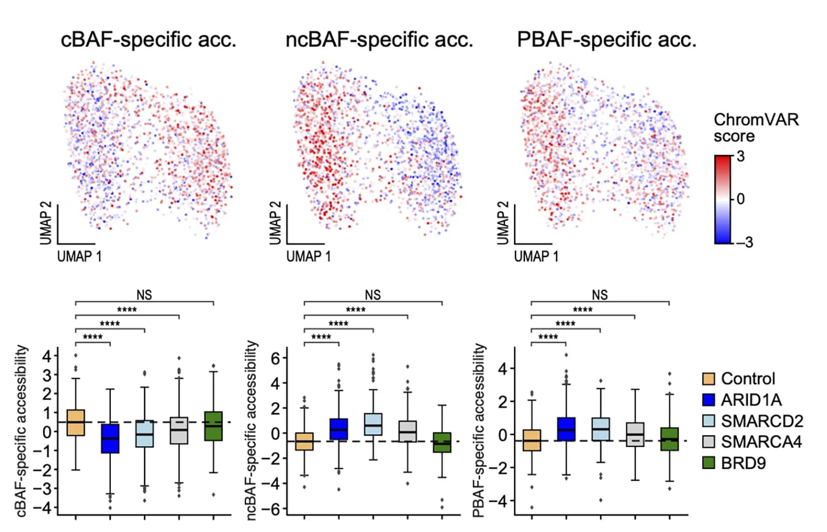 Open access visualization of UMAP, Box Plot, UMAP embedding, Single-cell ATAC-seq, SHARE-seq