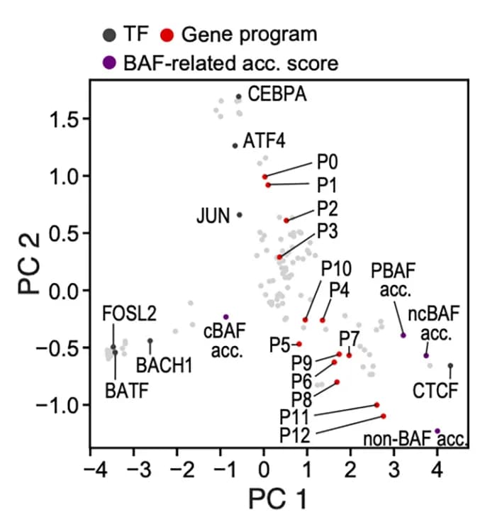 Open access visualization of Scatter Plot, PCA, Principal components analysis, Chromatin feature accessibility, Gene program score