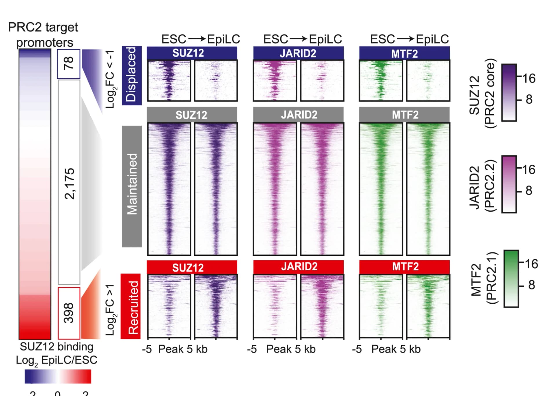 Open access visualization of Heatmap, Fold Change, SUZ12 Binding, PRC2 Target Promoters, ESC