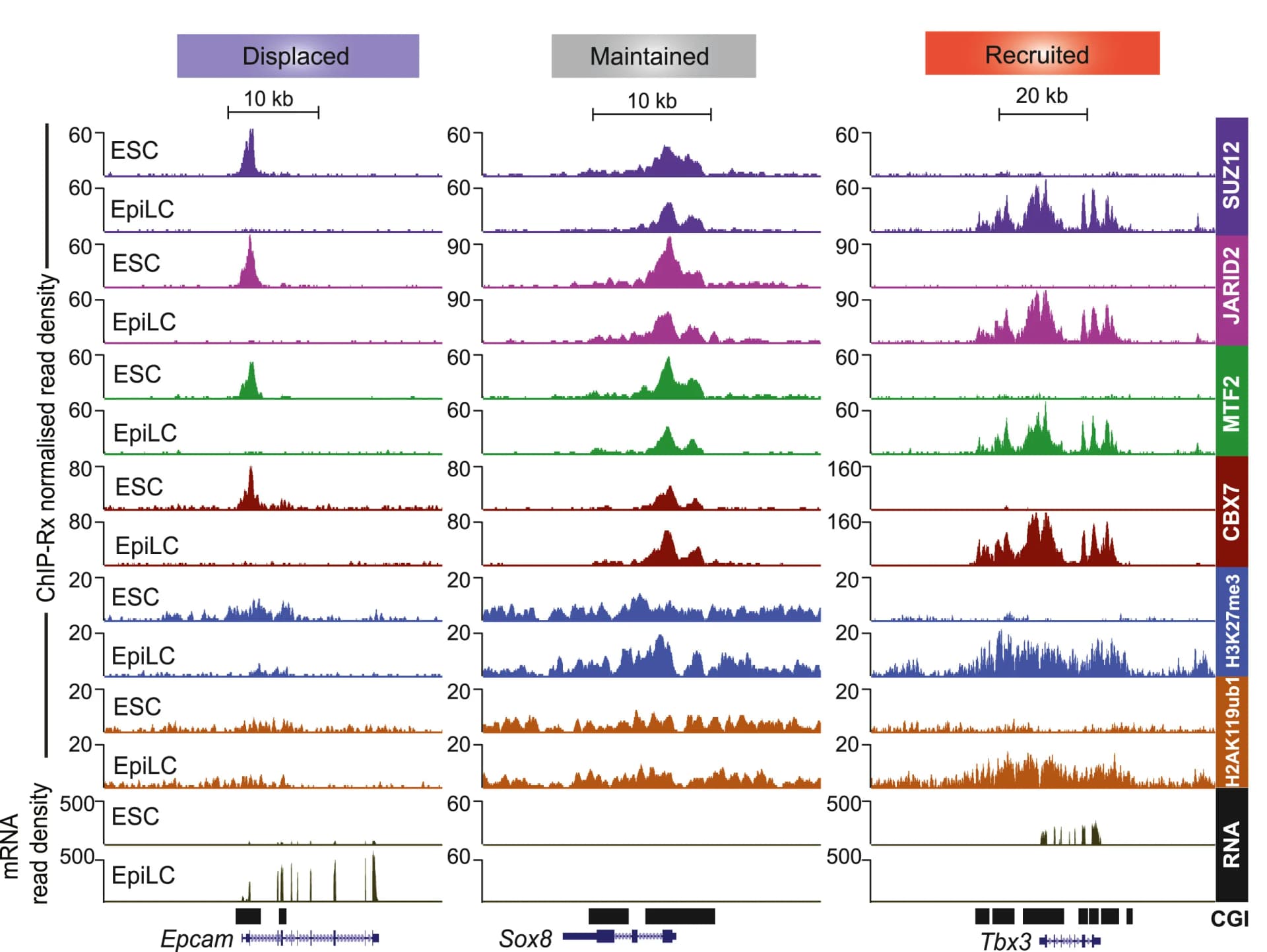 Open access visualization of Line Plot, Density Plot, Genome Browser Tracks, ChIP-Rx, Antibodies