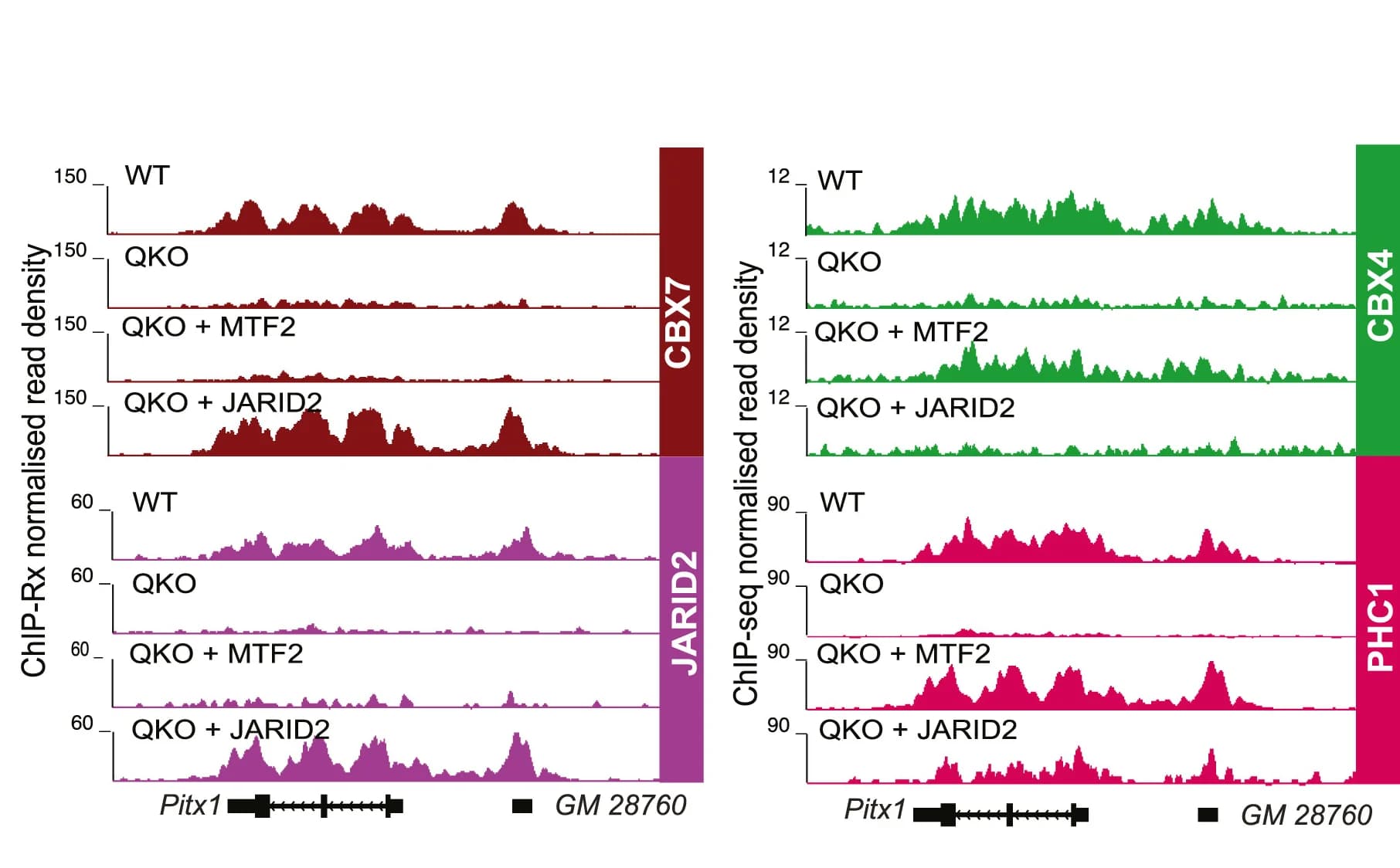 Open access visualization of Line Plot, Density Plot, Genome Browser Tracks, ChIP-Rx, ChIP-seq