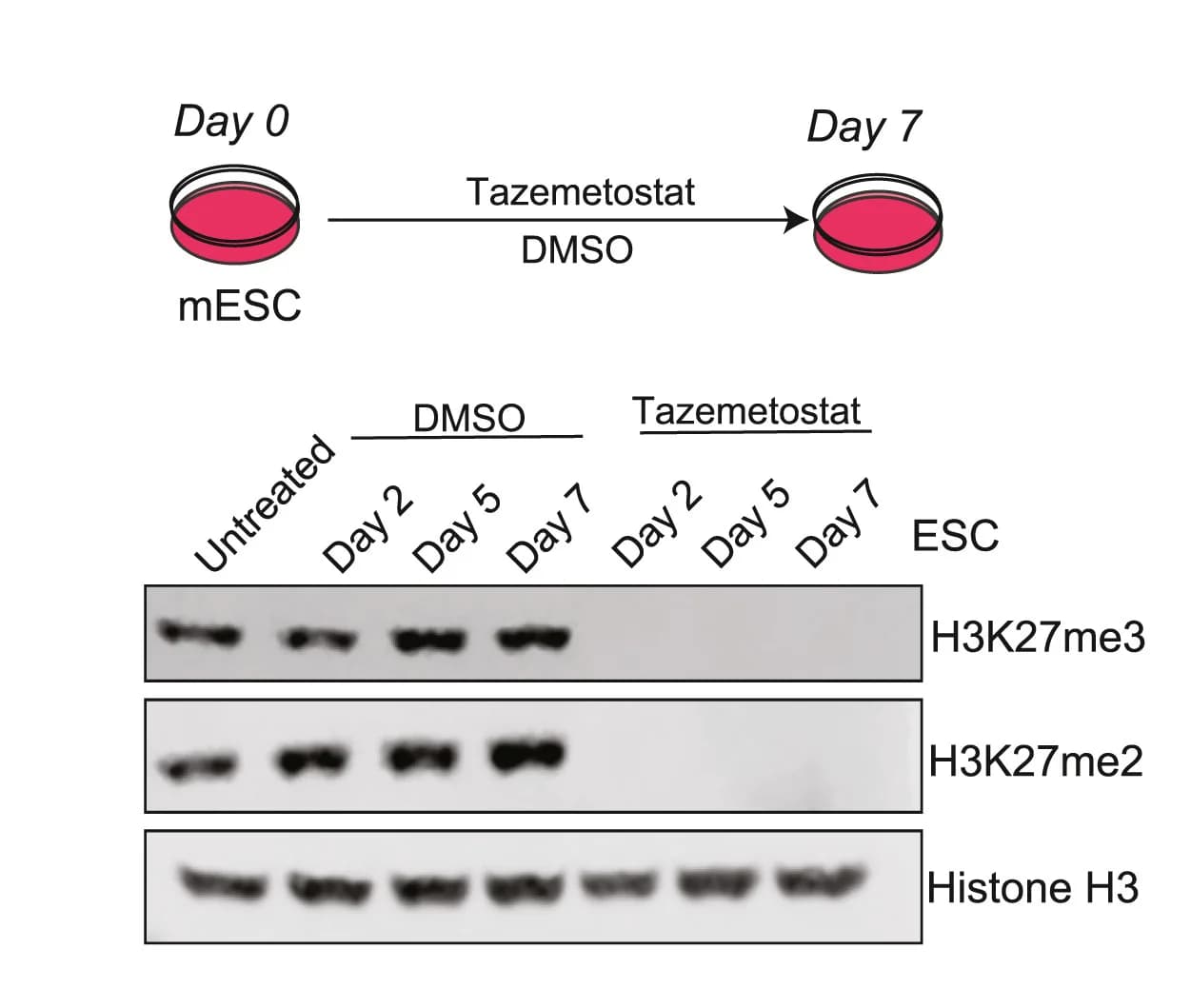 Open access visualization of Gel, Workflow, Experimental Design, Western Blot, Antibodies