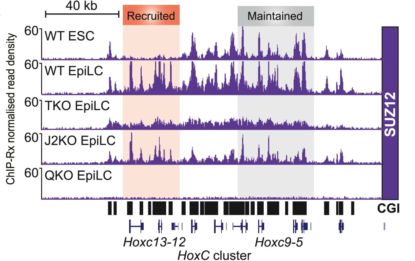 Open access visualization of Line Plot, Density Plot, Genome Browser Tracks, SUZ12, CBX7