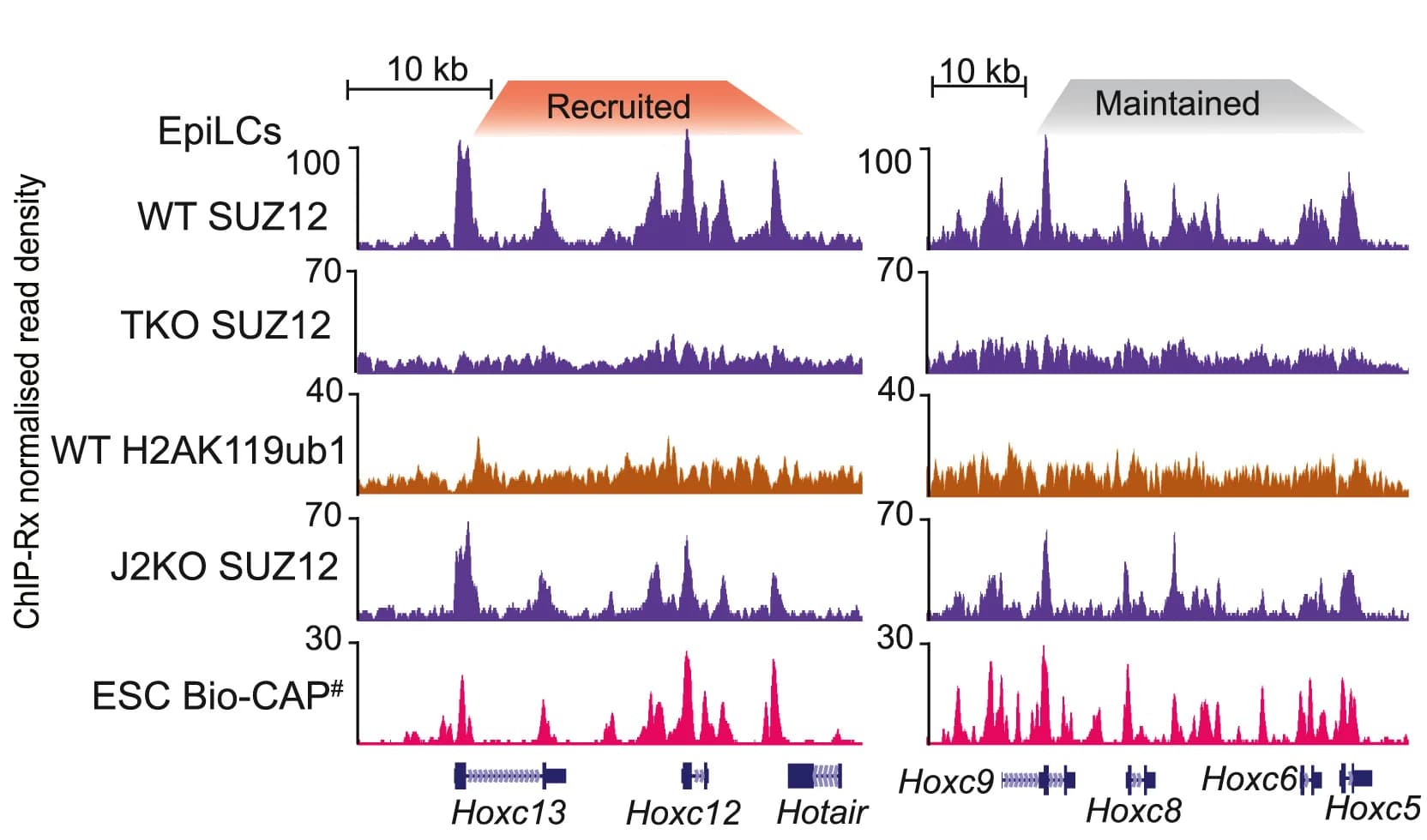 Open access visualization of Line Plot, Genome Browser Tracks, Antibodies, Cell Lines, Bio-CAP