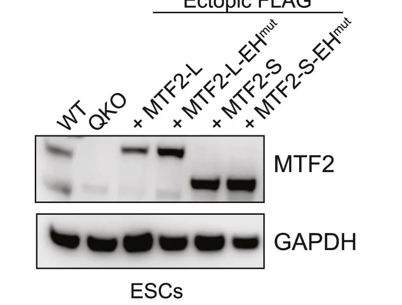 Open access visualization of Gel, Western Blot, Protein Extracts, ESC Lines, Antibodies