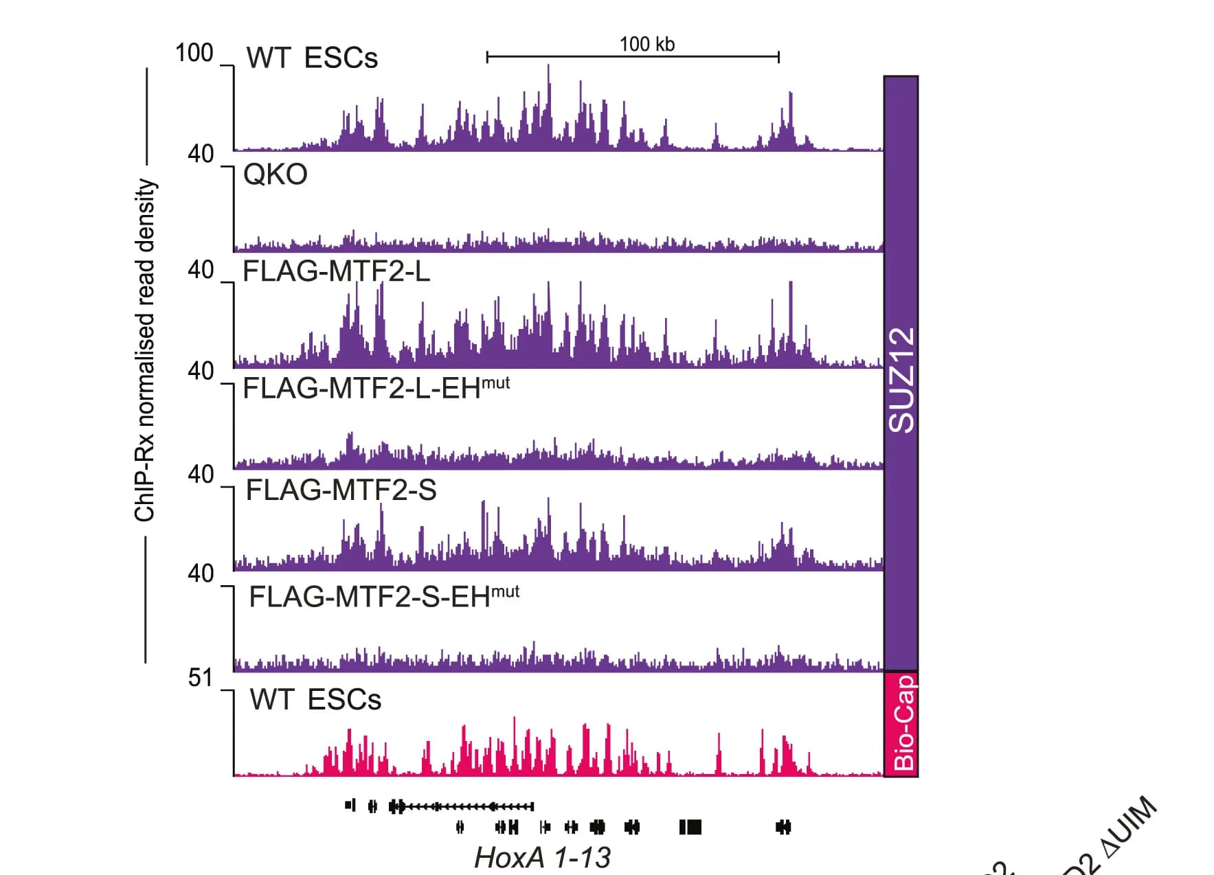 Open access visualization of Line Plot, Density Plot, Genome Browser, SUZ12 ChIP-Rx, HoxA locus