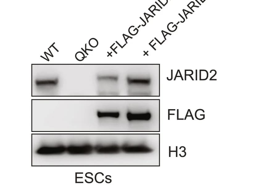 Open access visualization of Gel, Western Blot, Protein Extracts, ESC Lines, Antibodies