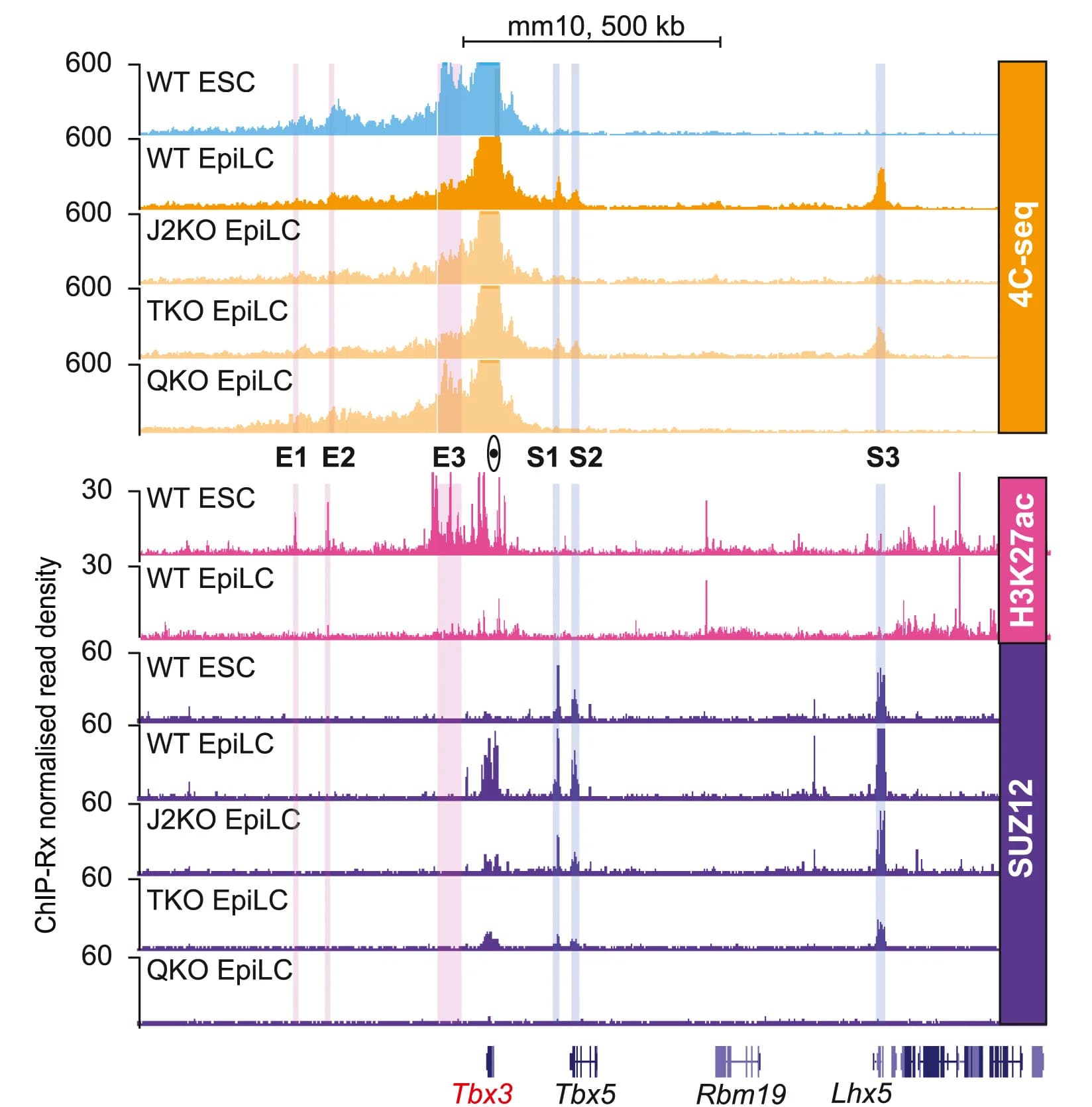 Open access visualization of Line Plot, Bar Plot, 4C-seq, Cell Lines, Tbx3 gene