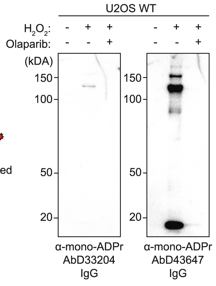 Open access visualization of Gel, Mono-ADPr, Immunoblotting, AbD33204, AbD43647