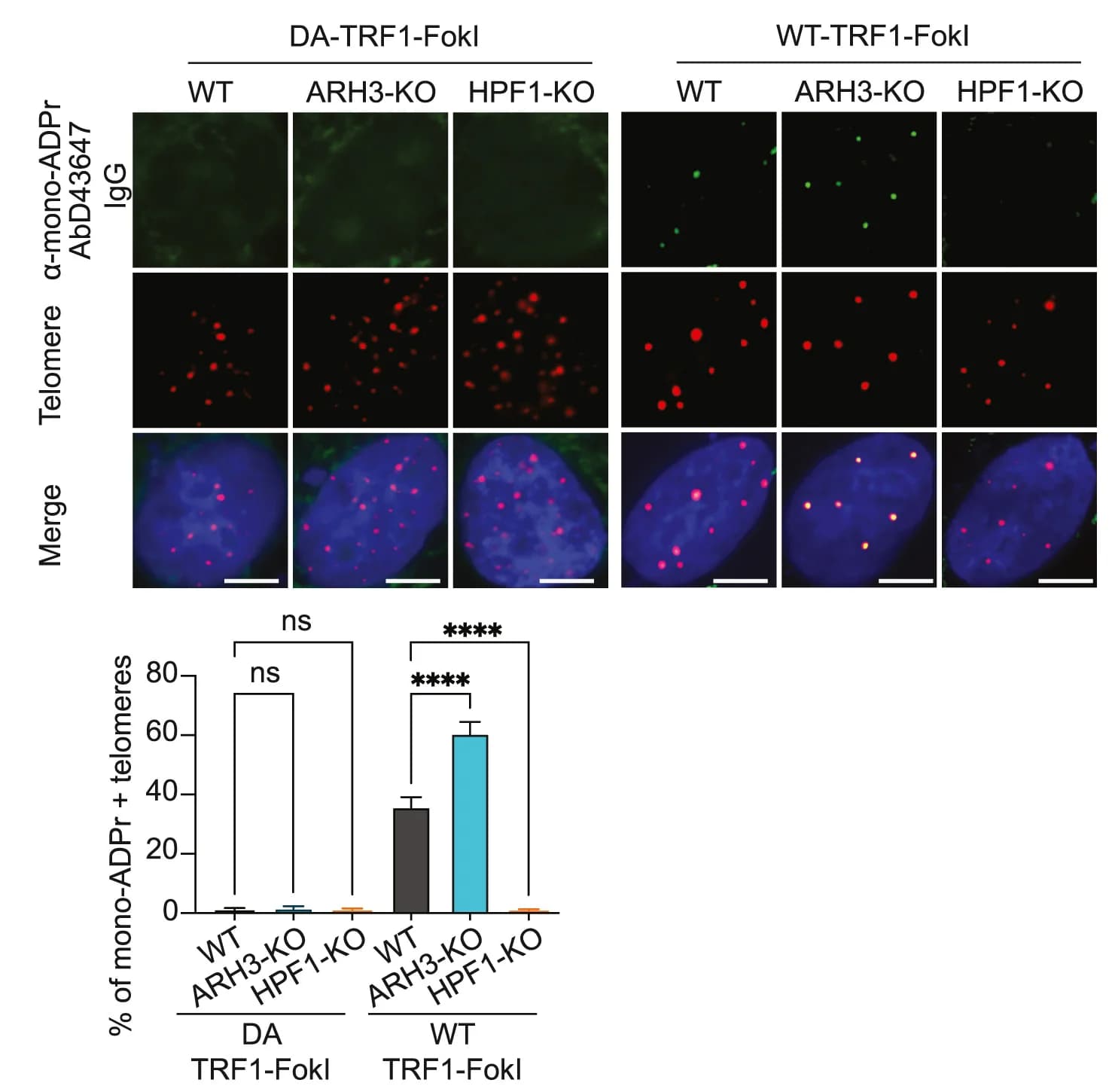 Open access visualization of Bar Plot, Error Bars, Microscopy, Immunofluorescence, Mono-ADPr