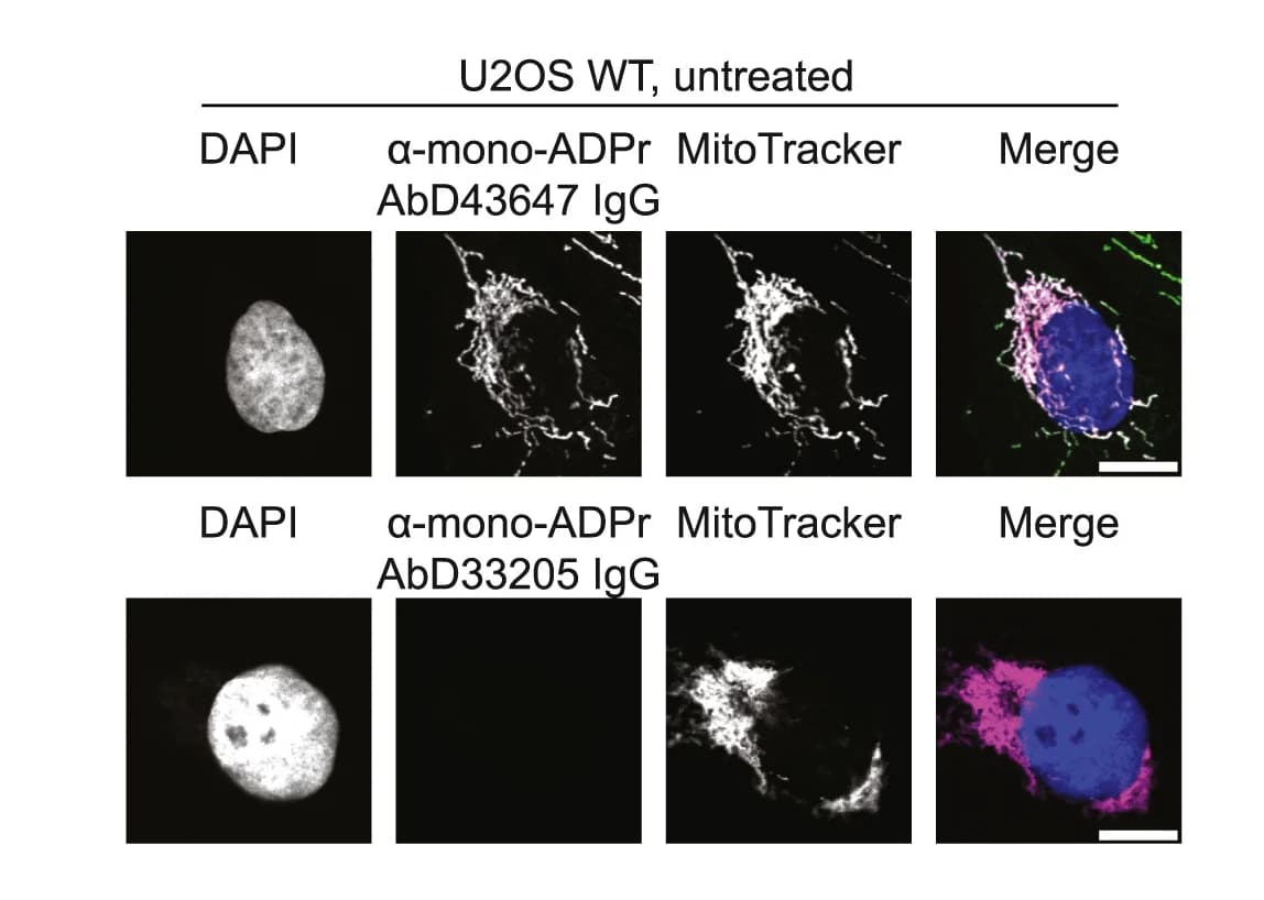 Open access visualization of Microscopy, Immunofluorescence, Mitochondria, Mono-ADPr, Co-localization