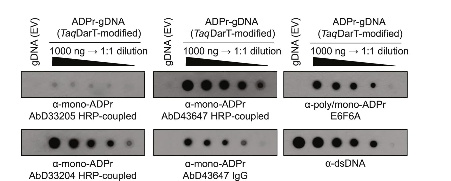 Open access visualization of Gel, Dot Blot, Genomic DNA, ADPr, Antibodies